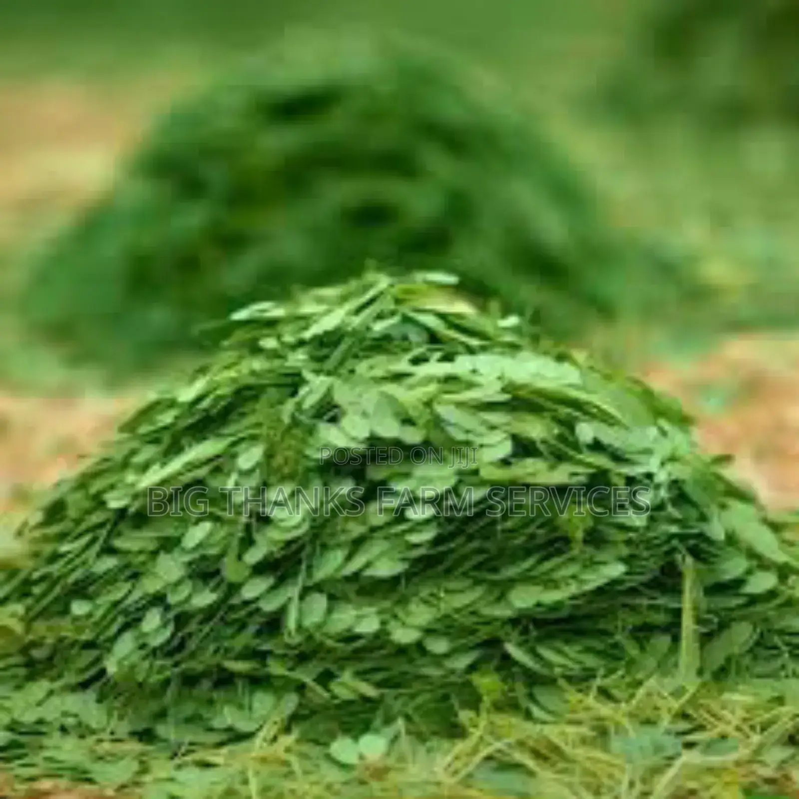 Moringa Chaff for Animals Feed,