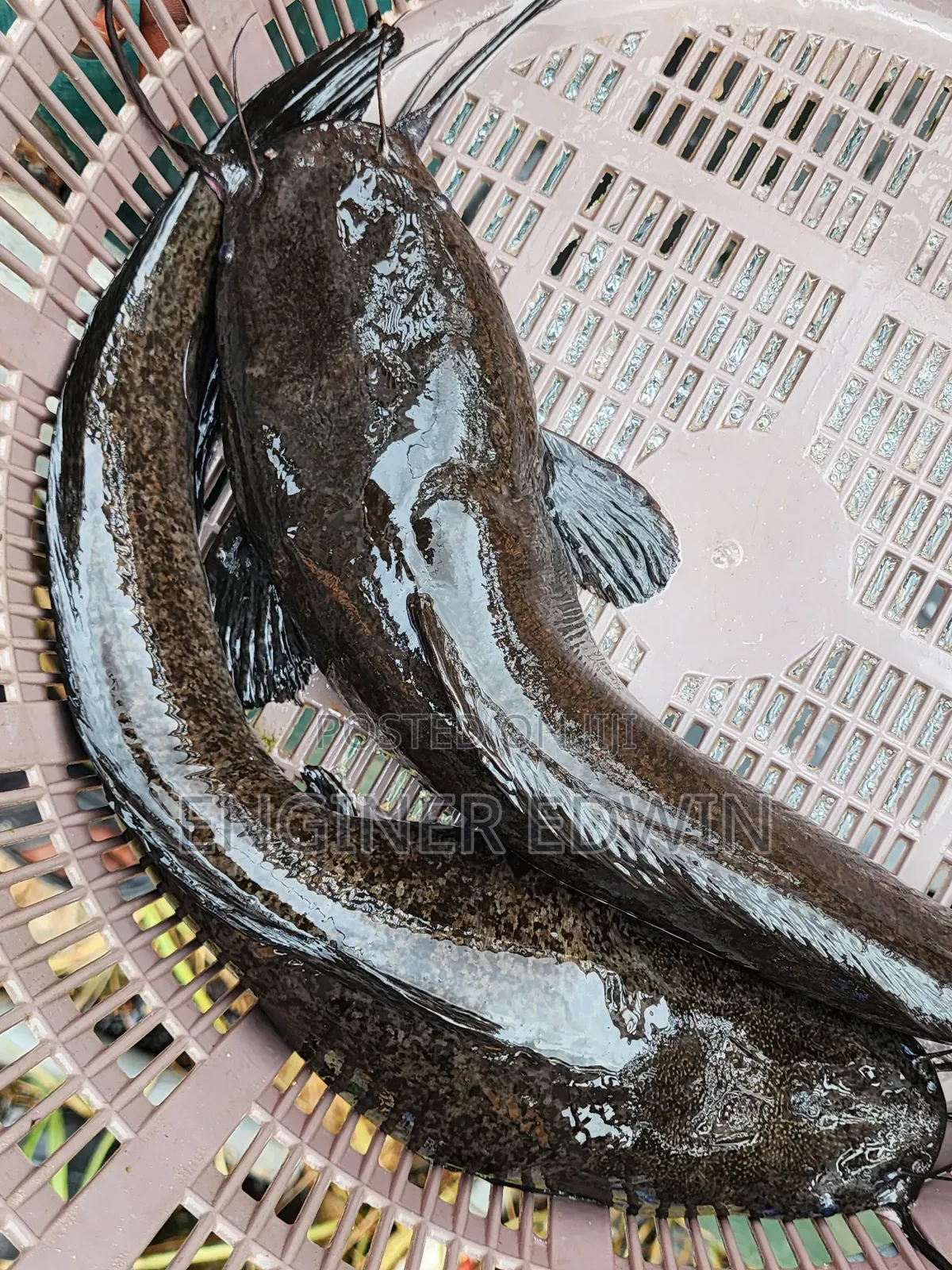 1-4kg Catfish Available for Sale at Awoshi