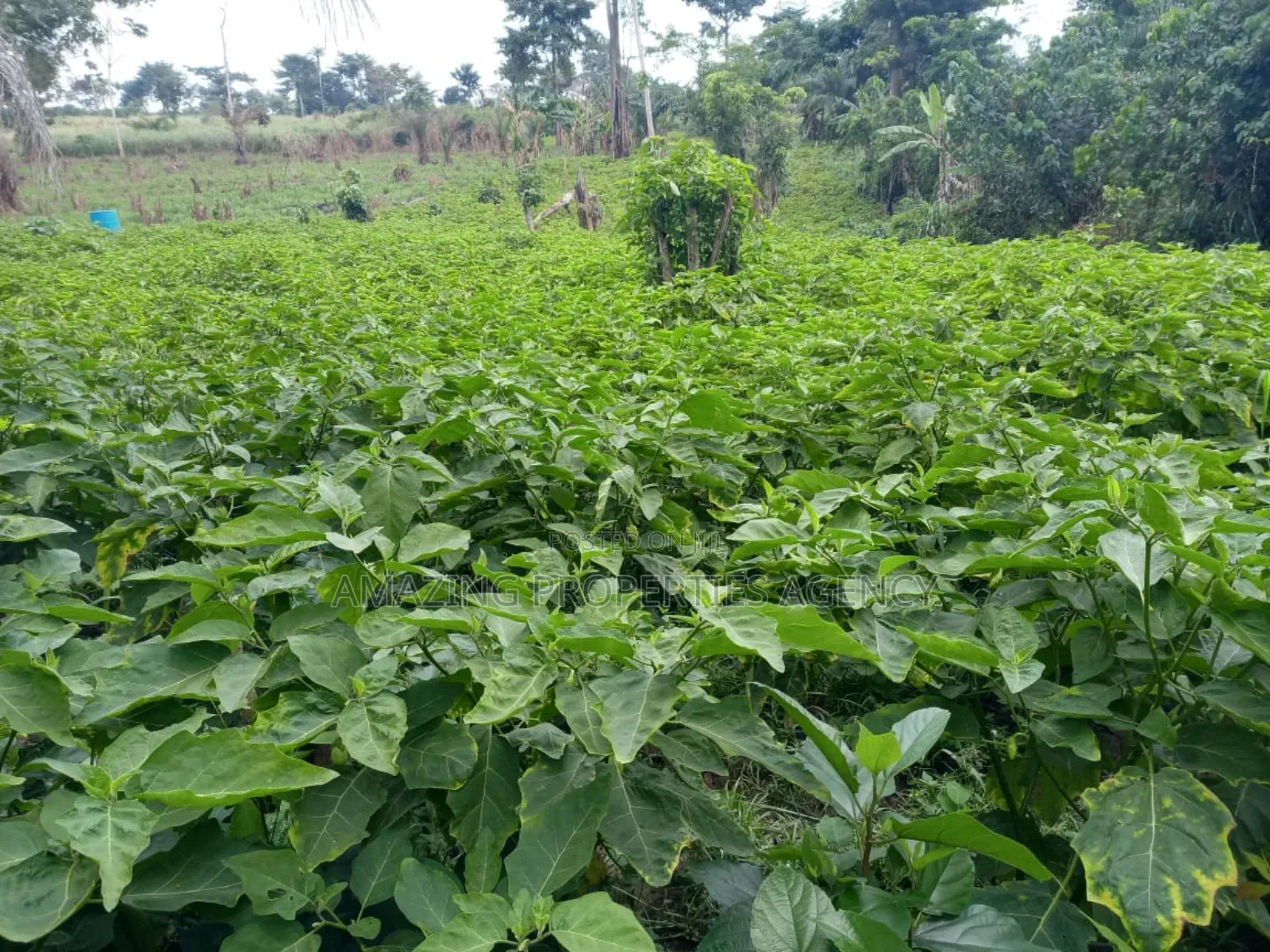 50 Acres Prampram Main Road Leading to Kpone Town