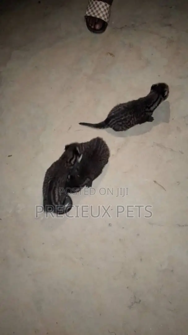 0-1 month Male Purebred cevit cat