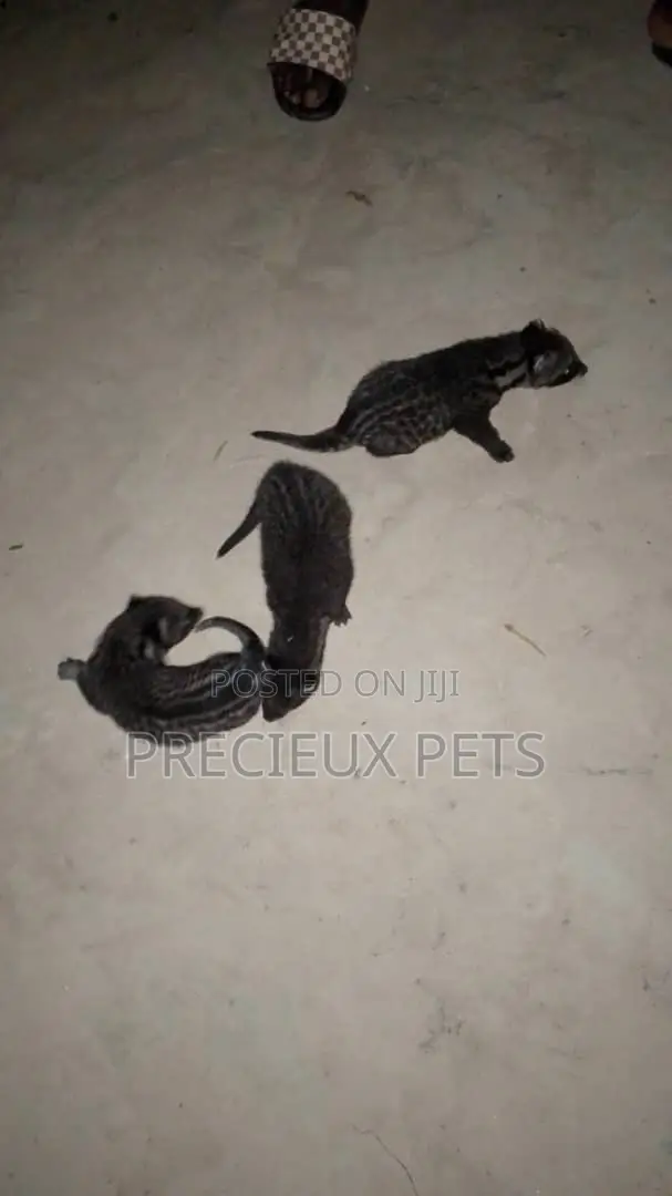 0-1 month Male Purebred cevit cat