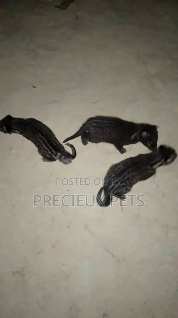 0-1 month Male Purebred cevit cat