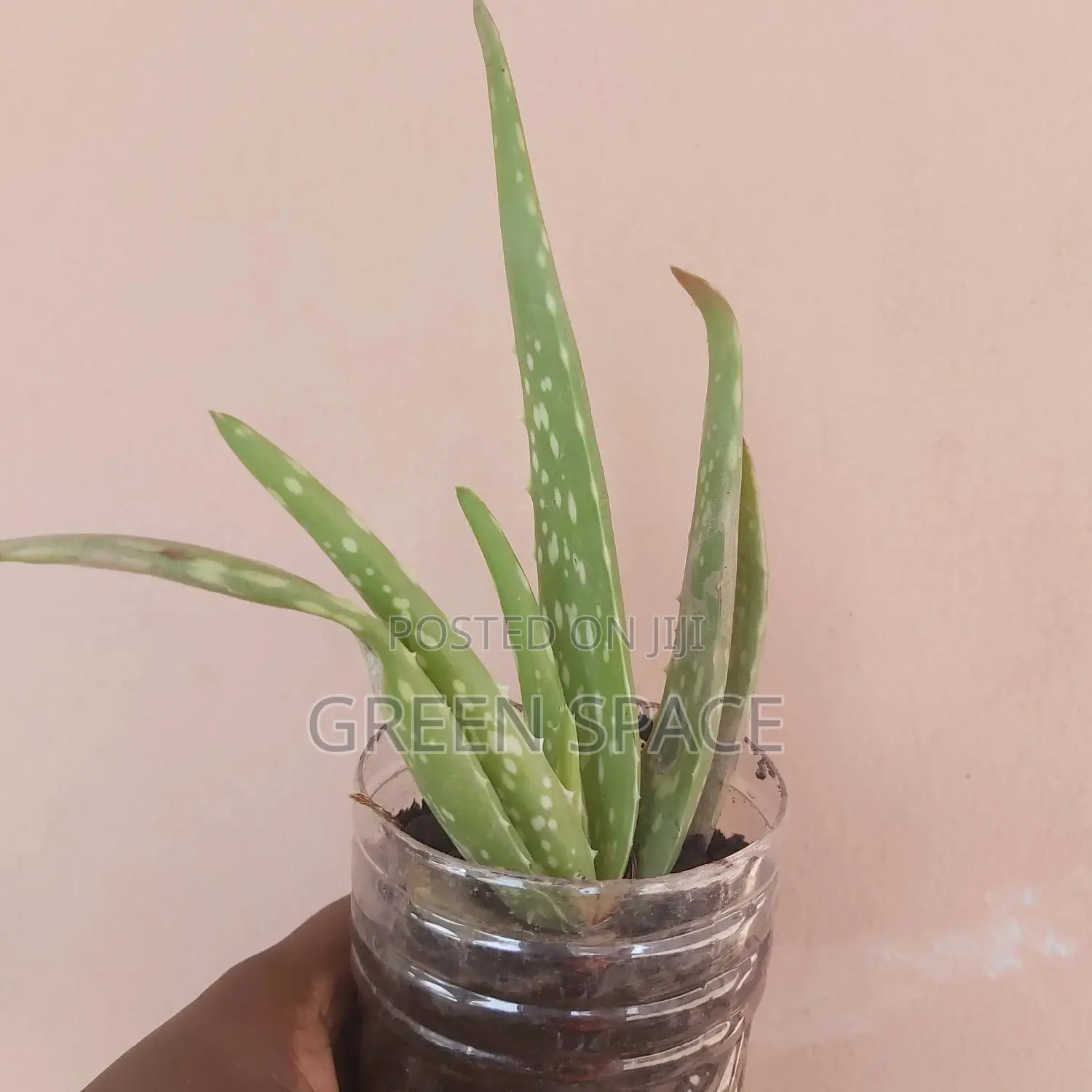 Vegetable Plant And Seeds For Sale