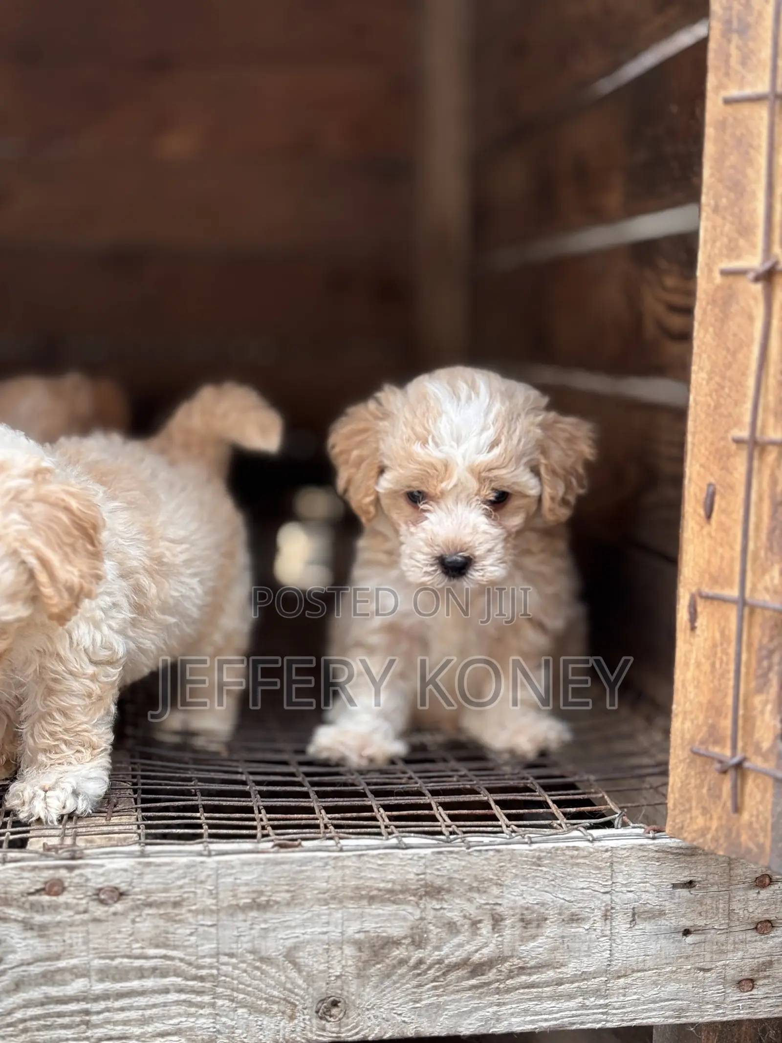 1-3 months Male Purebred Poodle