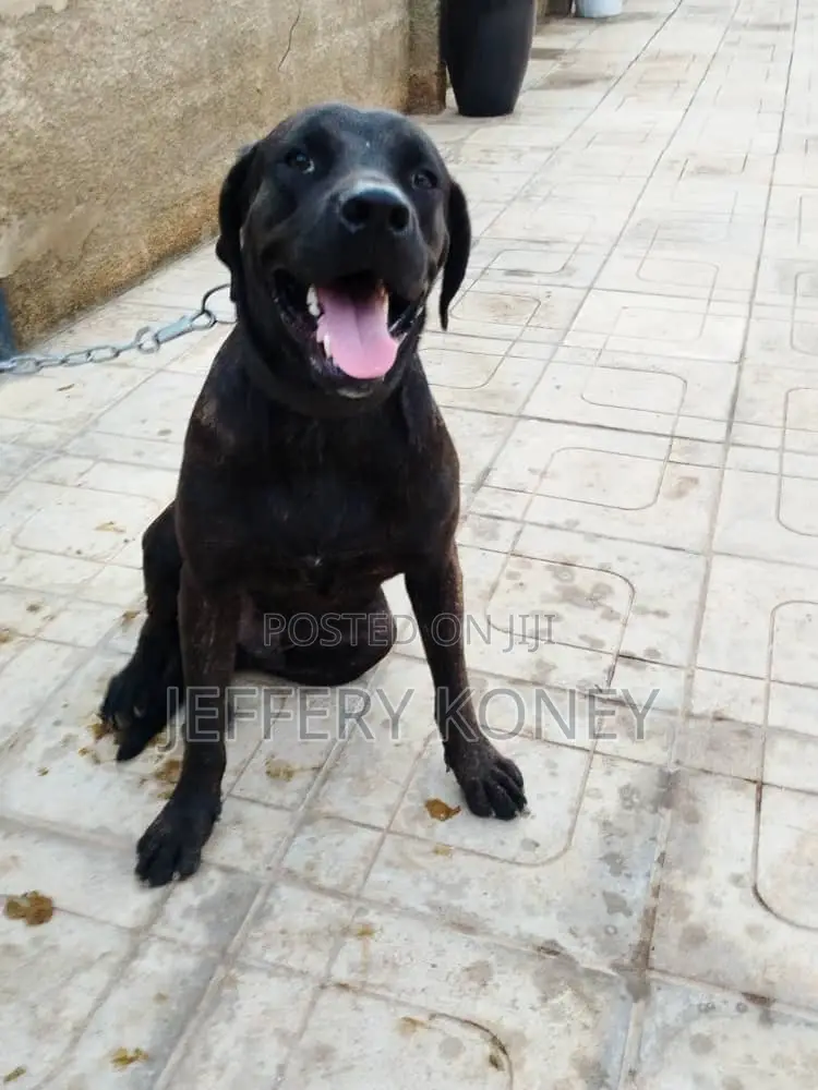 1+ year Male Purebred Boerboel