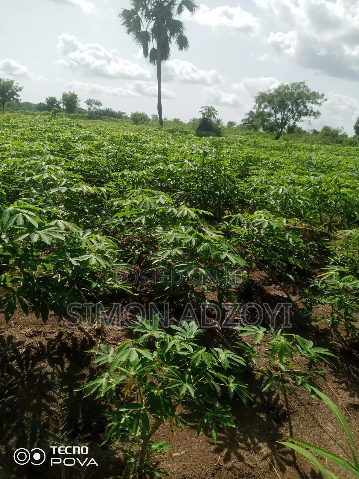 60 Acres Of Farm Land For Sale On The Mountain
