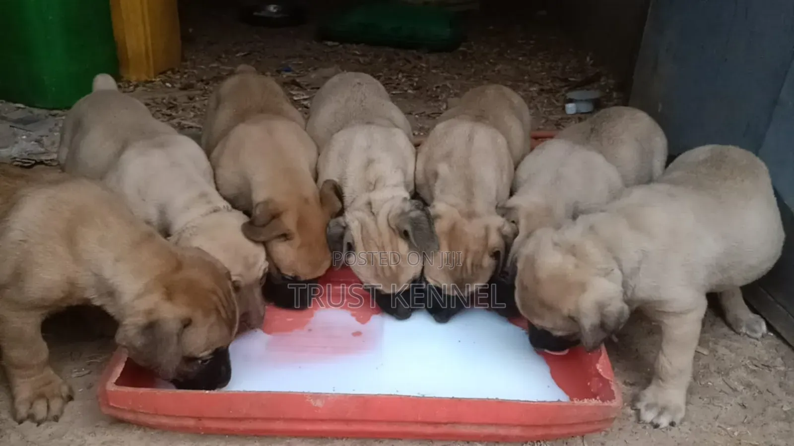 1-3 months Female Purebred Boerboel