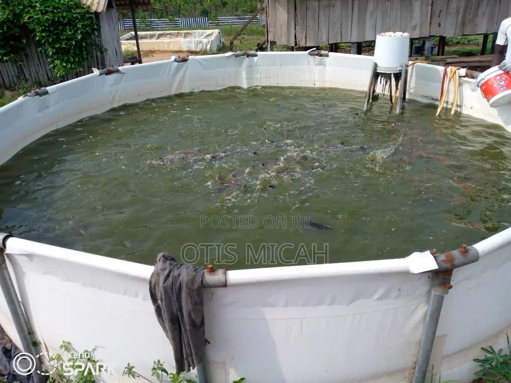 Round Fish Tank