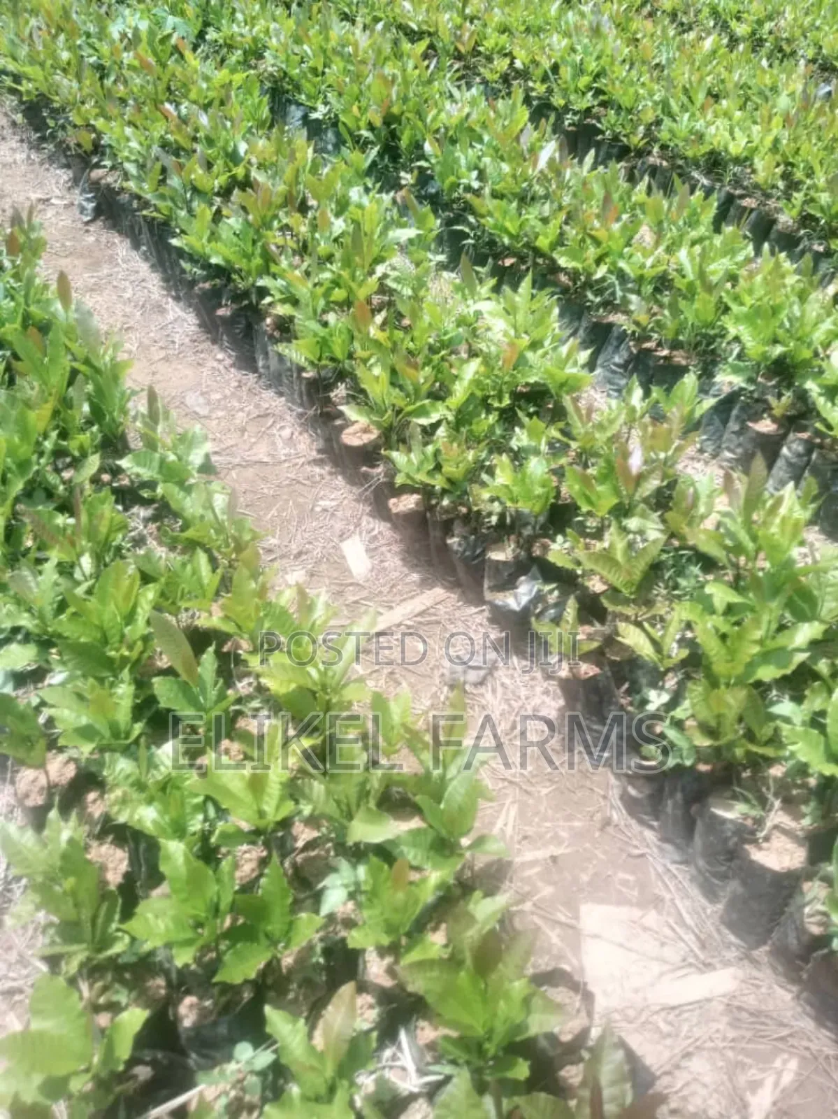 High Quality Hybrid Cashew Seedlings for Ur Farms.