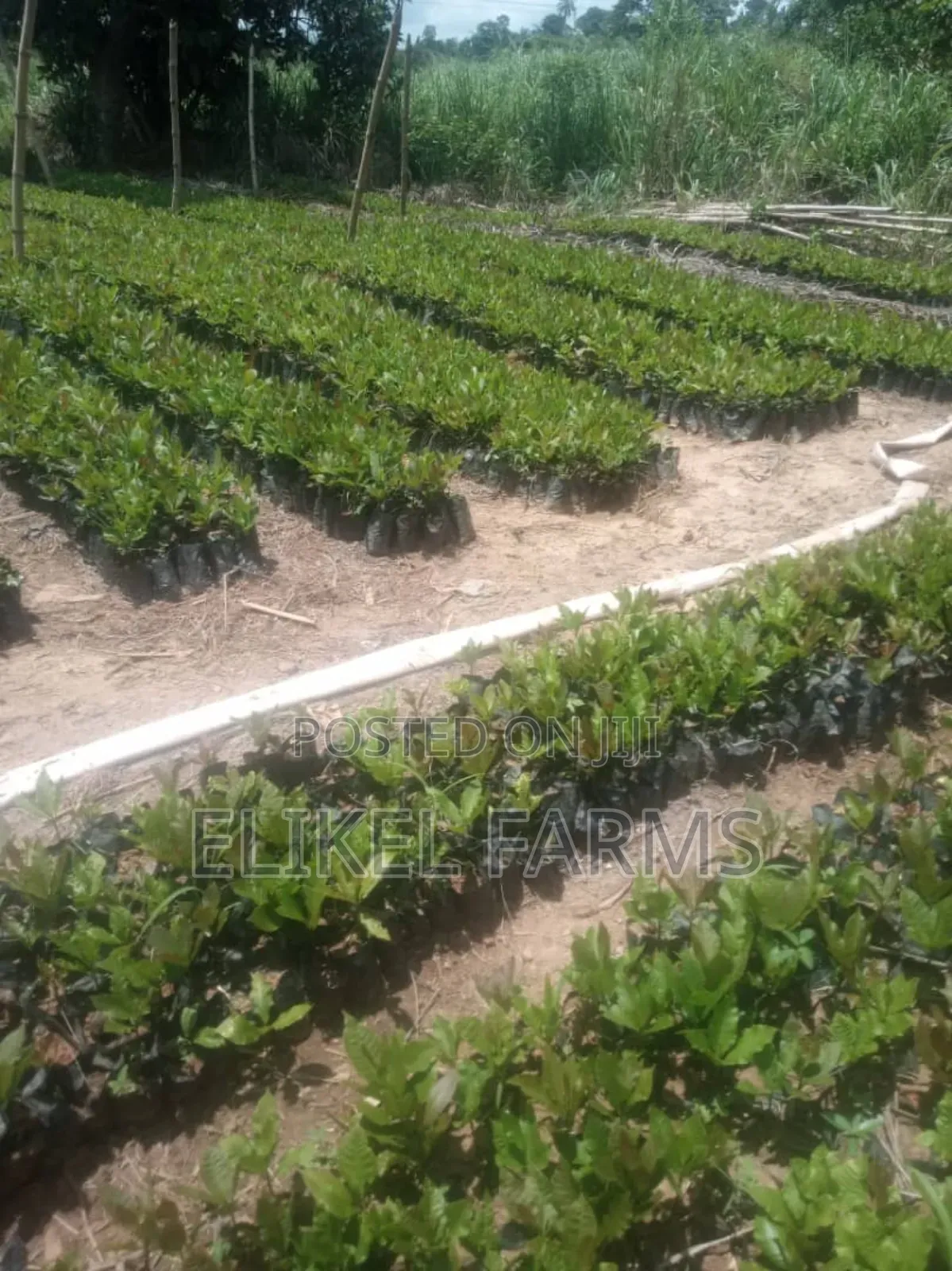 High Quality Hybrid Cashew Seedlings for Ur Farms.