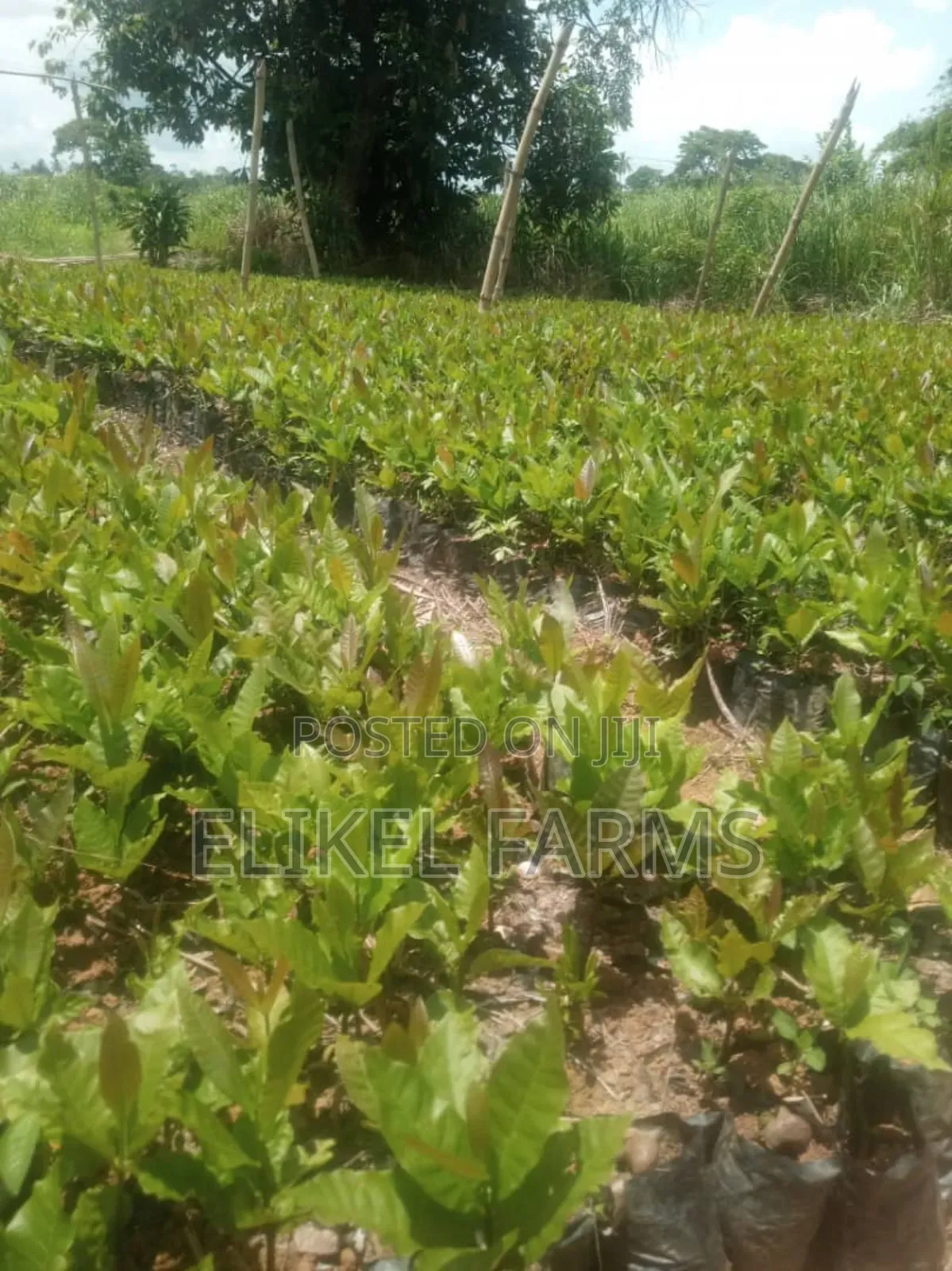 High Quality Hybrid Cashew Seedlings for Ur Farms.