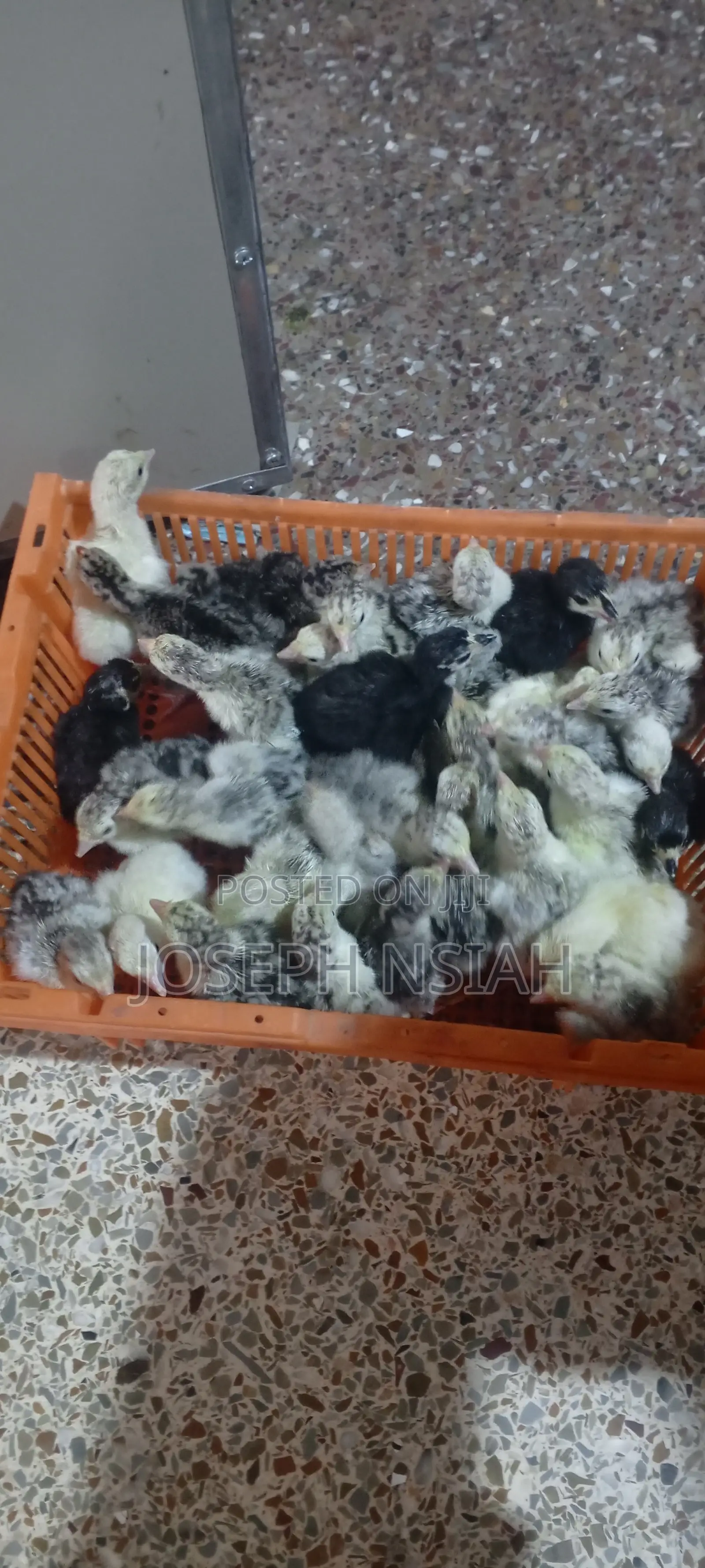 Day Old Turkeys