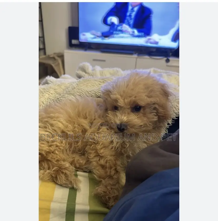 1-3 months Male Purebred Poodle