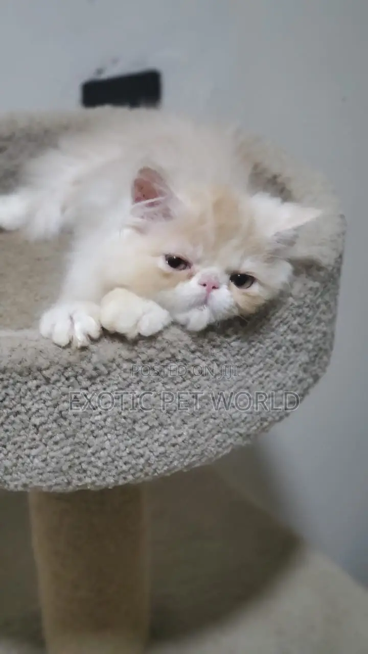 1-3 months Male Purebred Persian