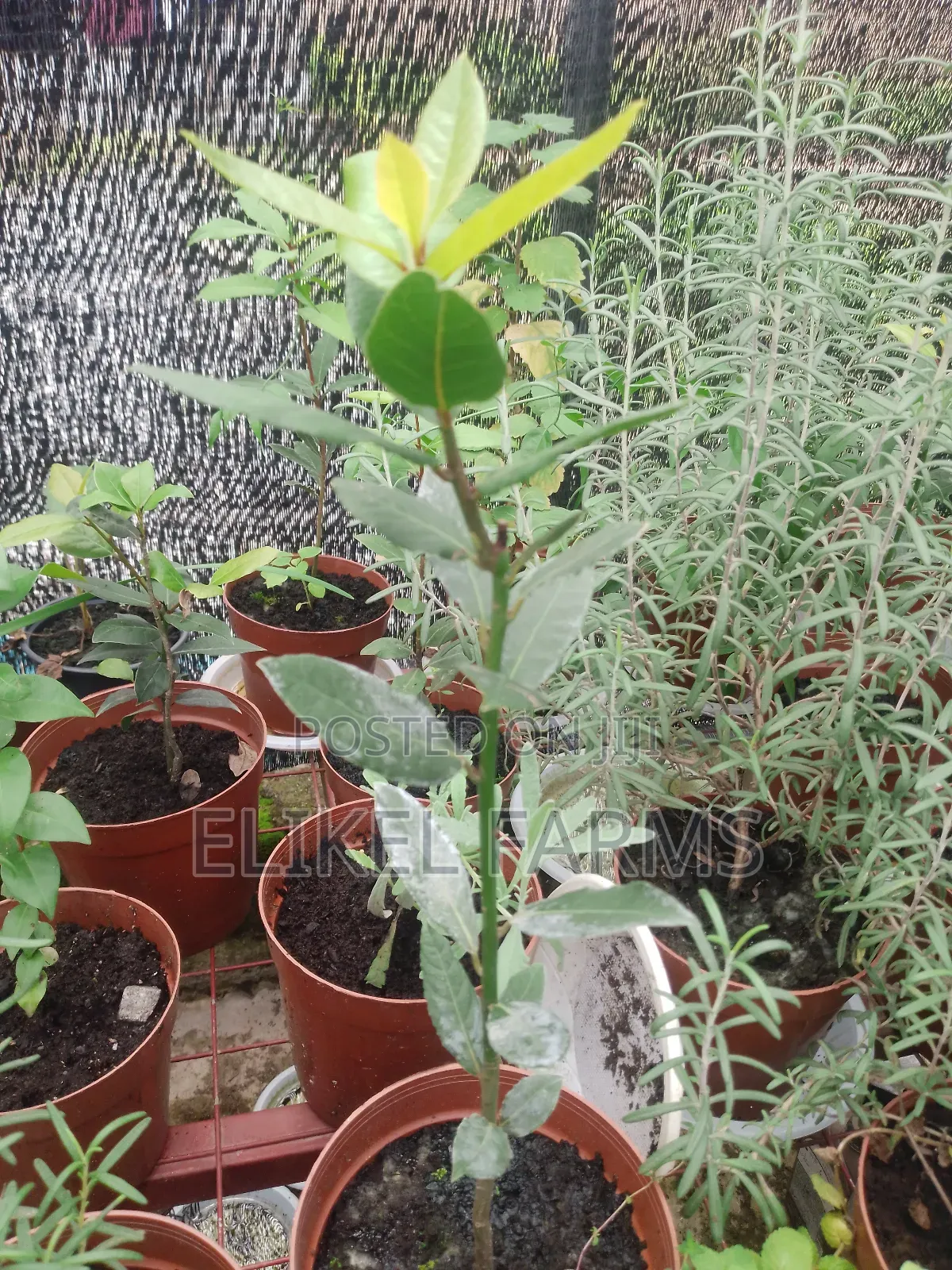 Organic Rosemary and Bayleaf Seedlings for Sale