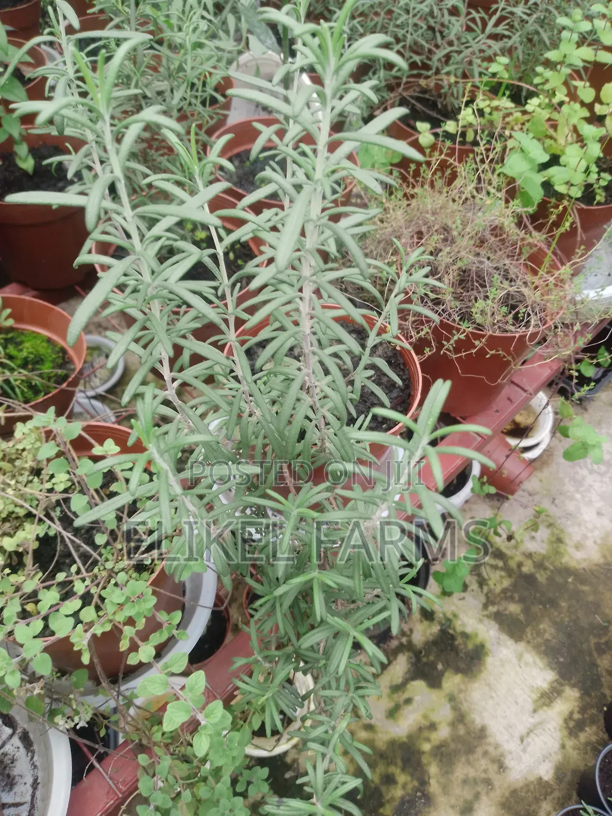Organic Rosemary and Bayleaf Seedlings for Sale