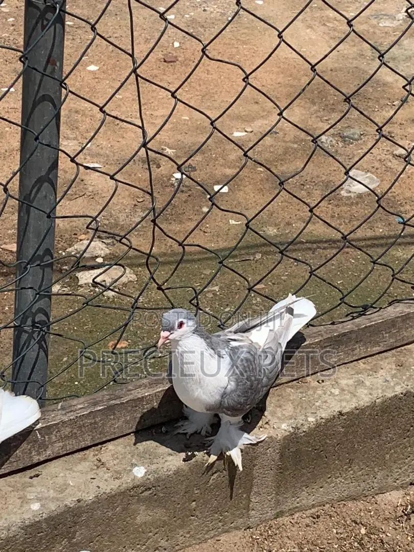 Silver Colored Lahore Pigeons