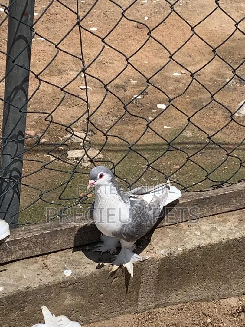 Silver Colored Lahore Pigeons