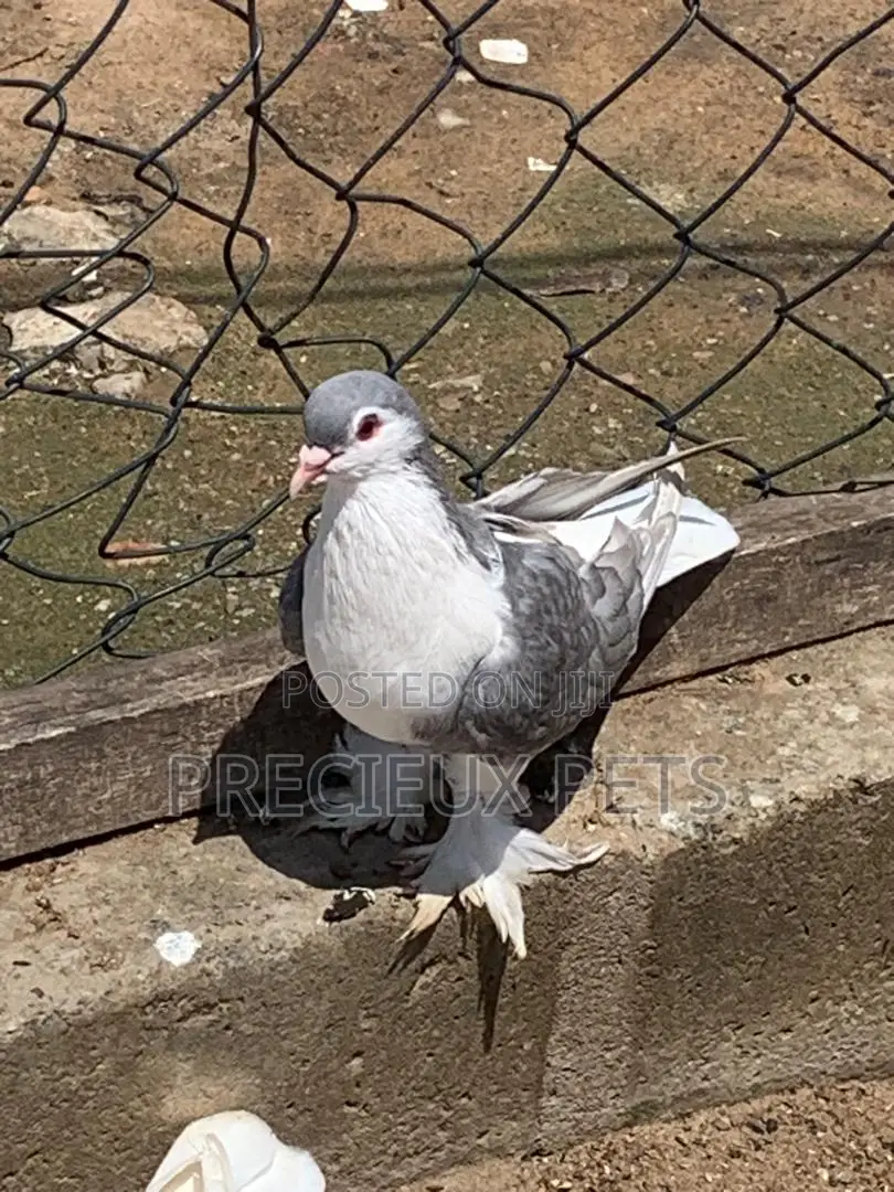 Silver Colored Lahore Pigeons