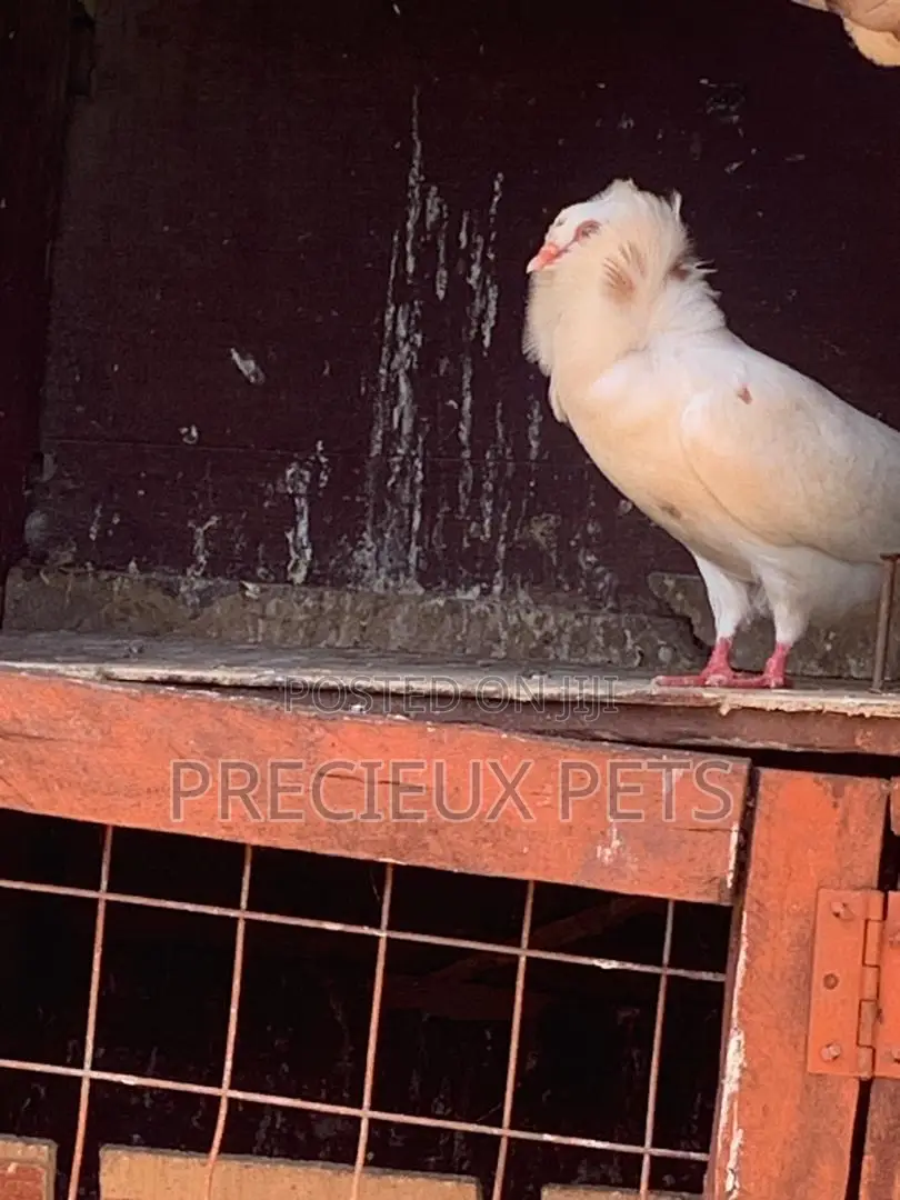 Mixed Colored Jacobin Pigeons