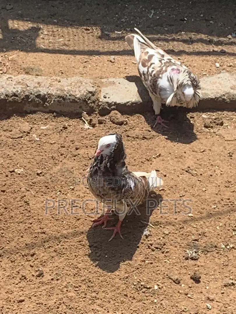 Mixed Colored Jacobin Pigeons