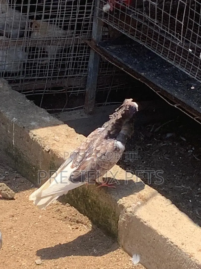 Mixed Colored Jacobin Pigeons