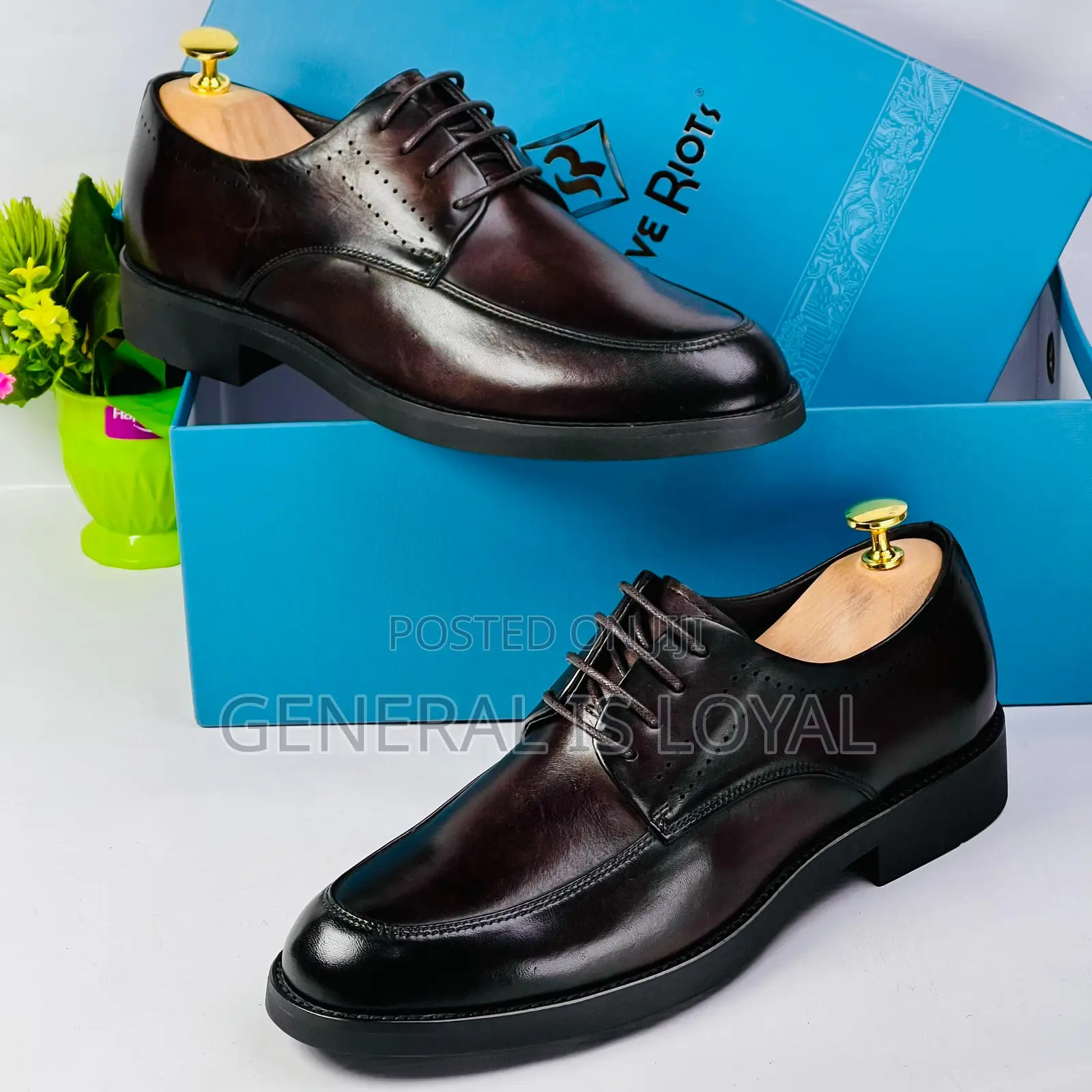 Steve Riots Lace Dark Coffee Shoe