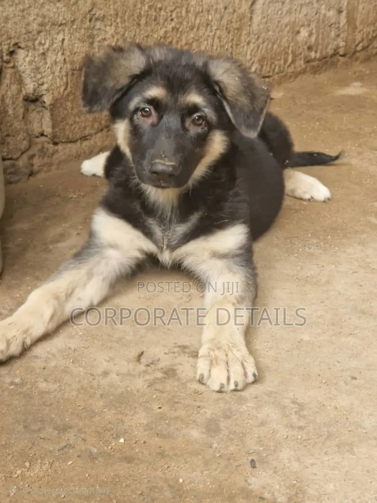 1-3 months Male Purebred German Shepherd