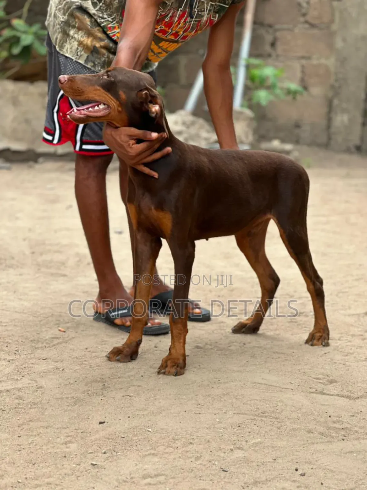 3-6 months Male Purebred Doberman Pinscher