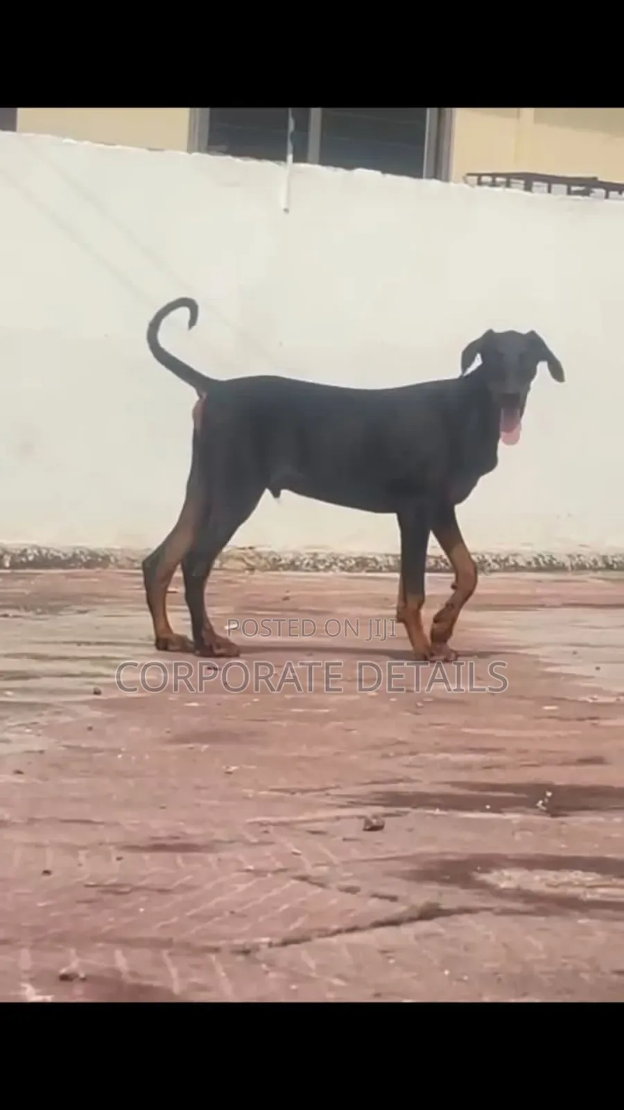 3-6 months Male Purebred Doberman Pinscher