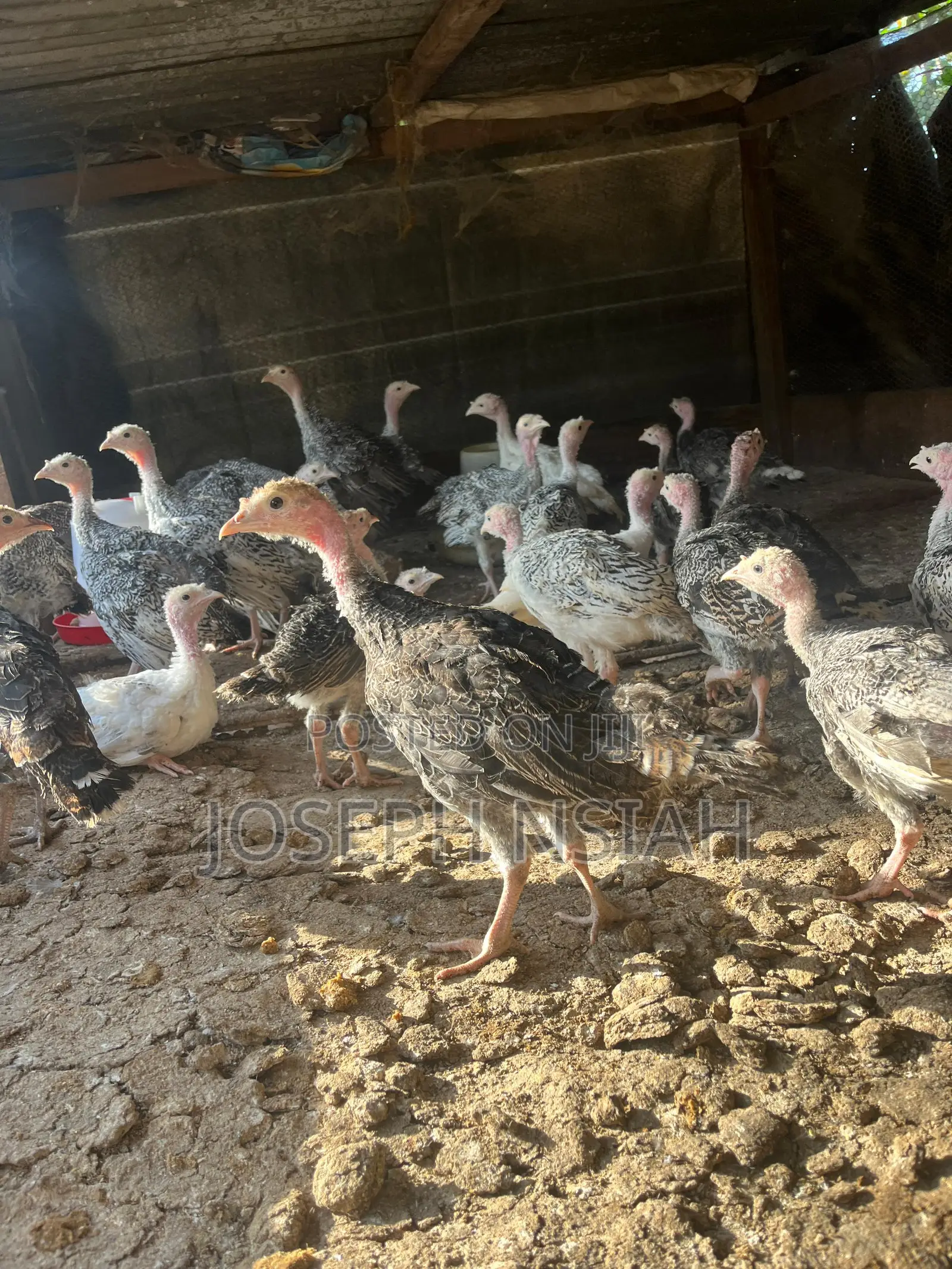 Turkeys for Sale