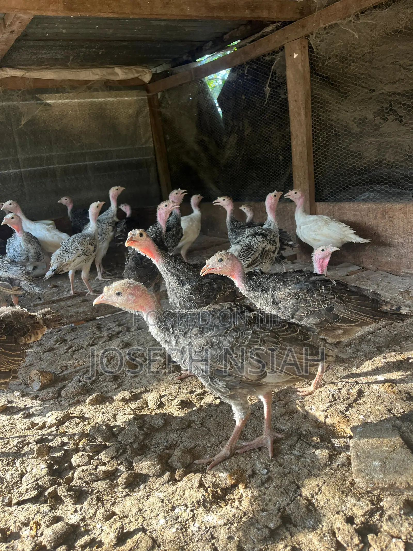 Turkeys for Sale