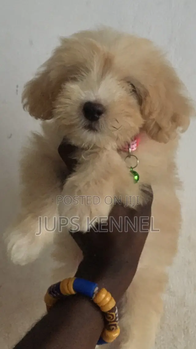 1-3 months Female Purebred Poodle