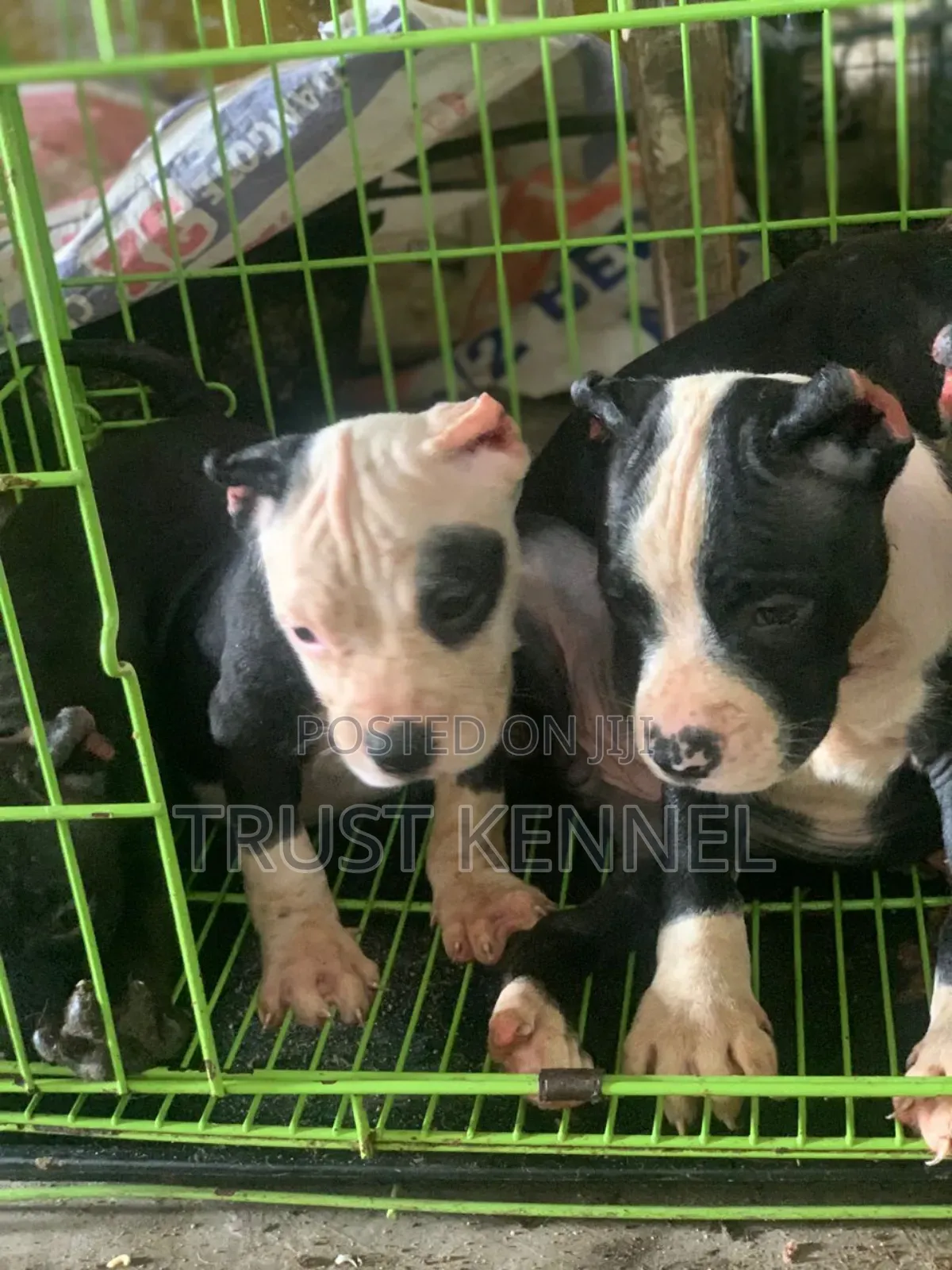 1-3 months Male Purebred American Bully