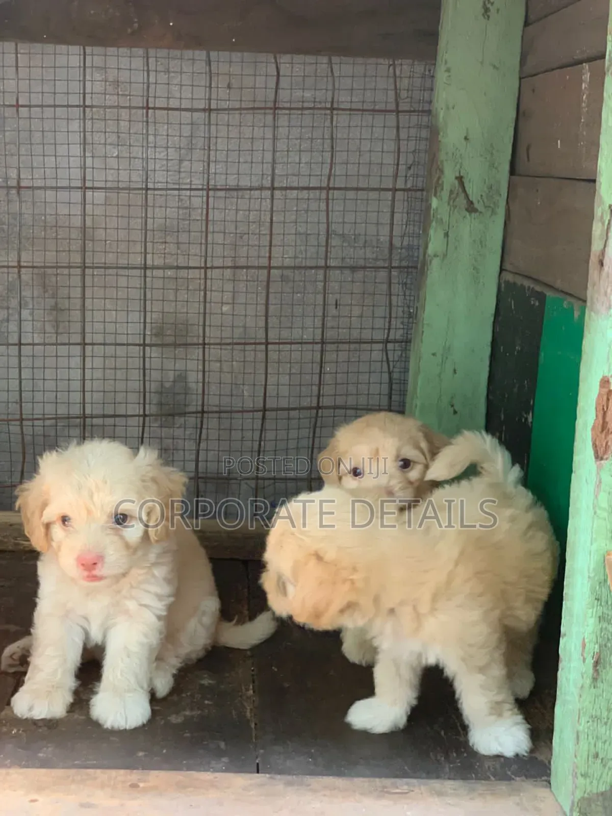 1-3 months Male Purebred Maltese