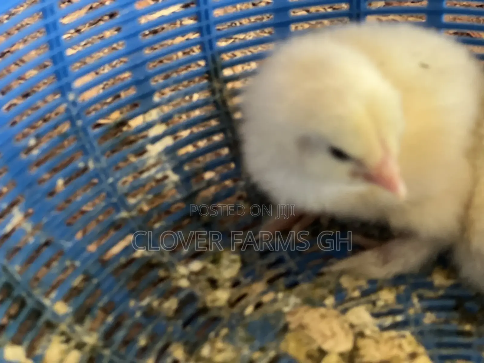 Pure Breed Dayold Brahma Chicks