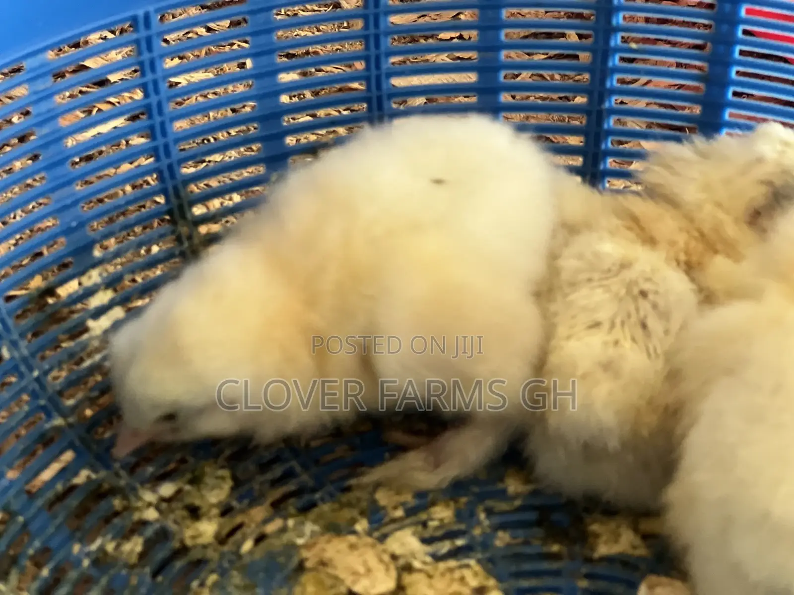 Pure Breed Dayold Brahma Chicks