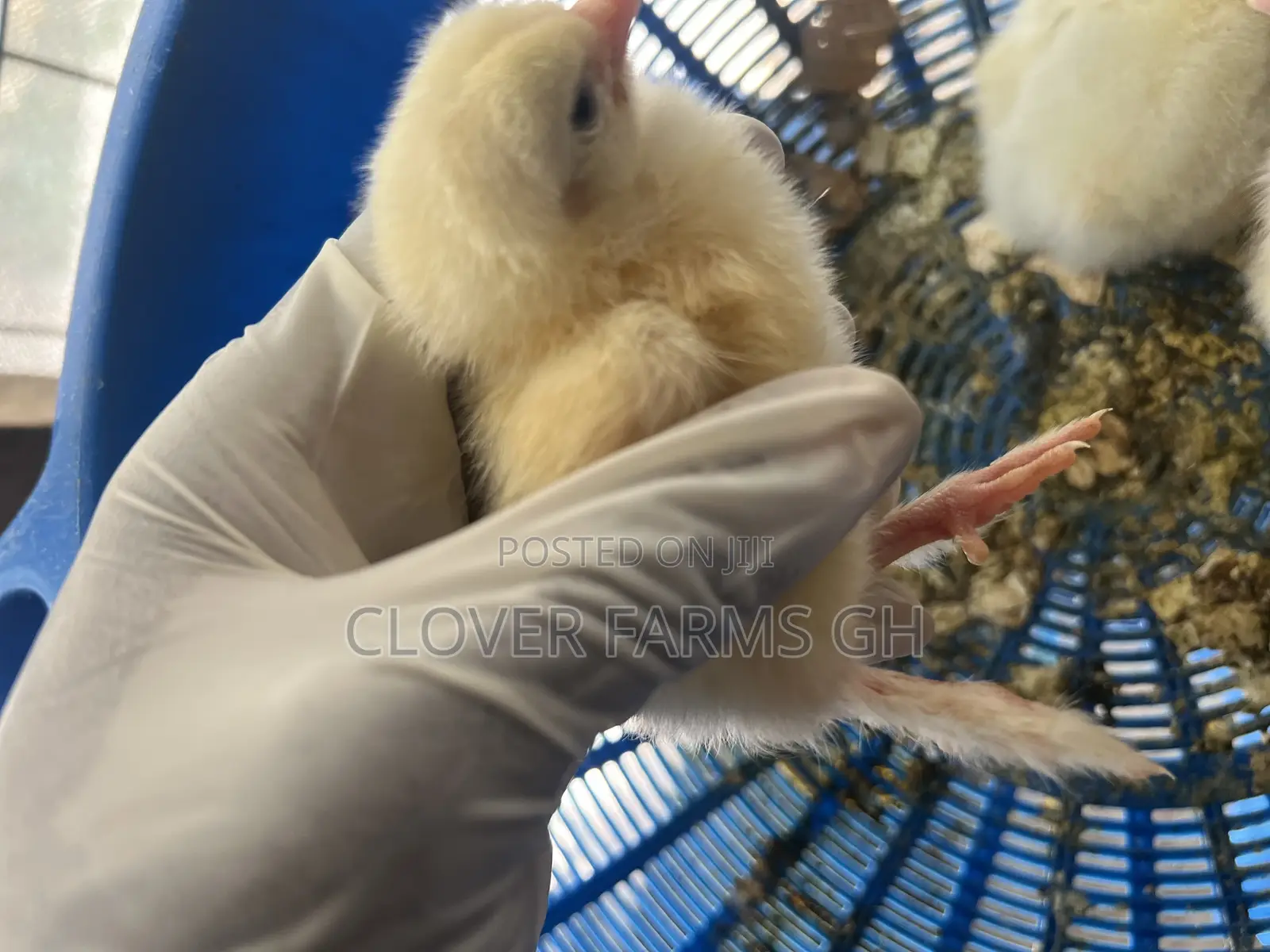 Pure Breed Dayold Brahma Chicks