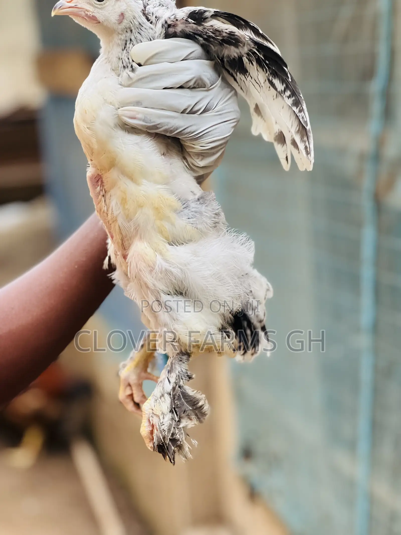 Purebreed Brahma One Month Old