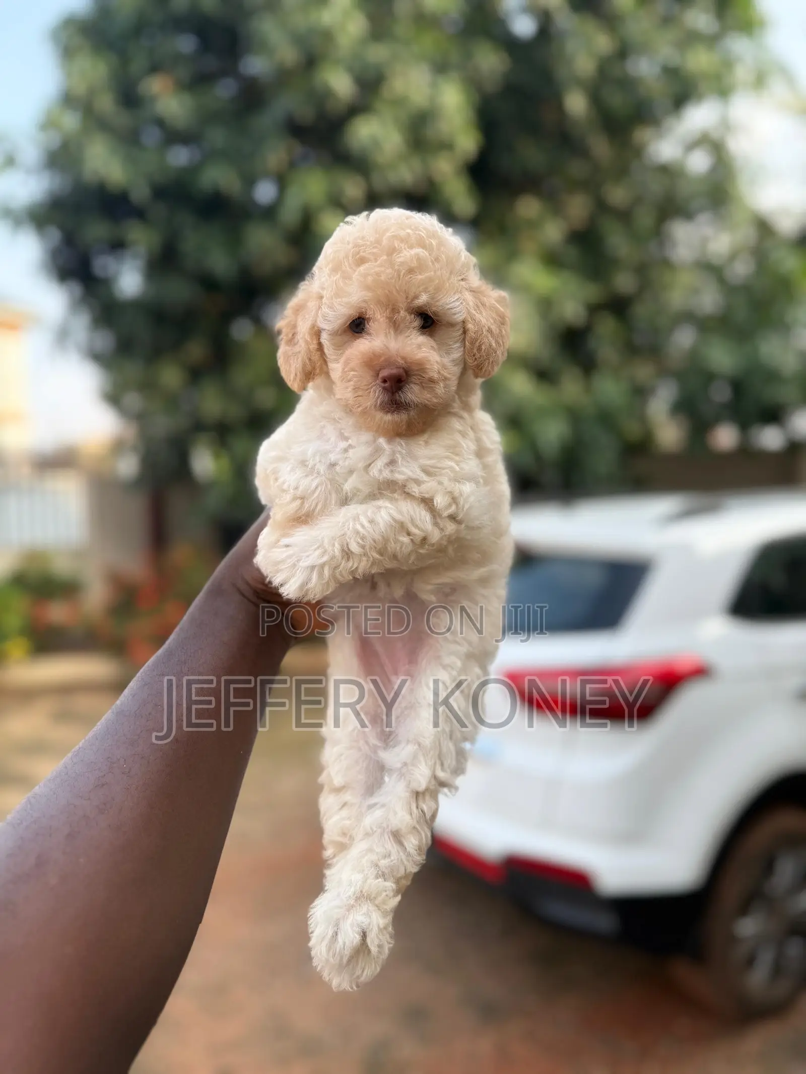 1-3 months Female Purebred Poodle
