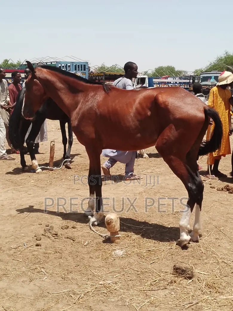 Tamed and Trained Male Adolescent Horse