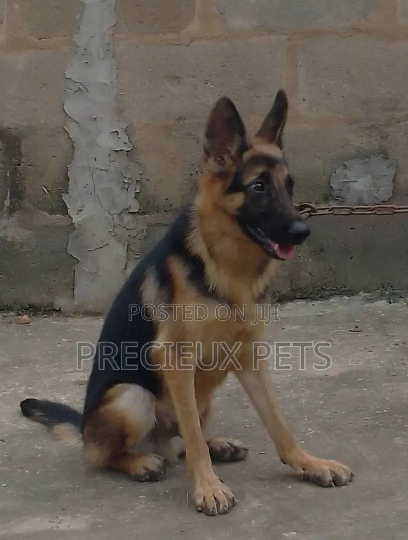 1+ year Female Purebred German Shepherd