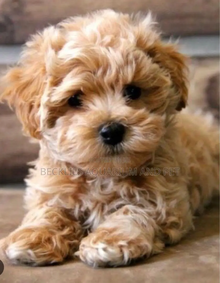 1-3 months Female Purebred Poodle