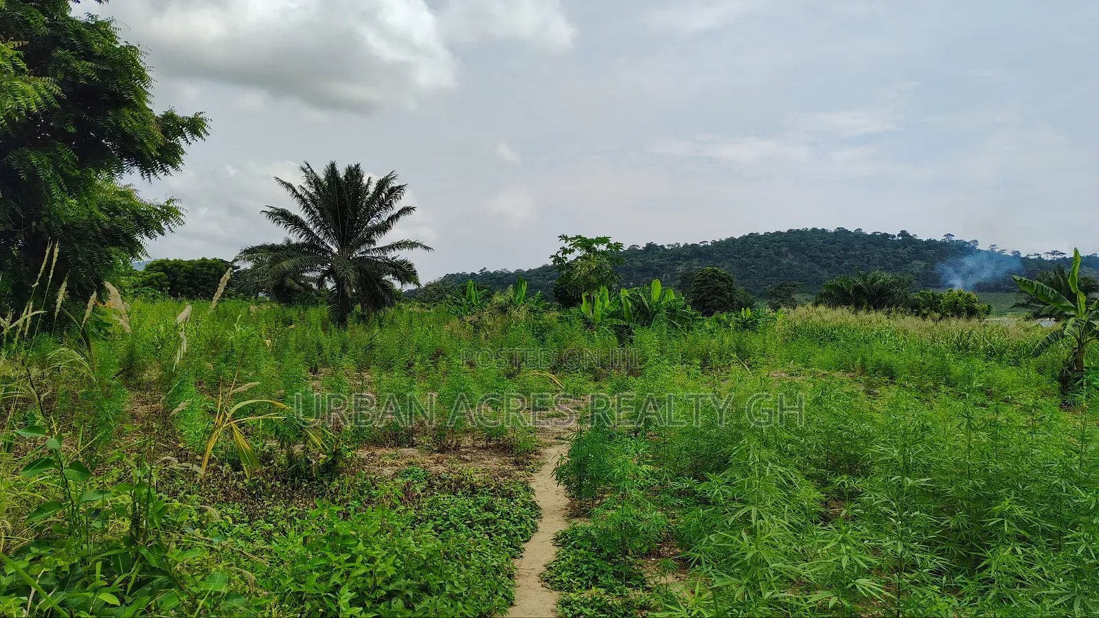E.R, Asamankesse (Topiase) _ 2900+ Acres Farmland