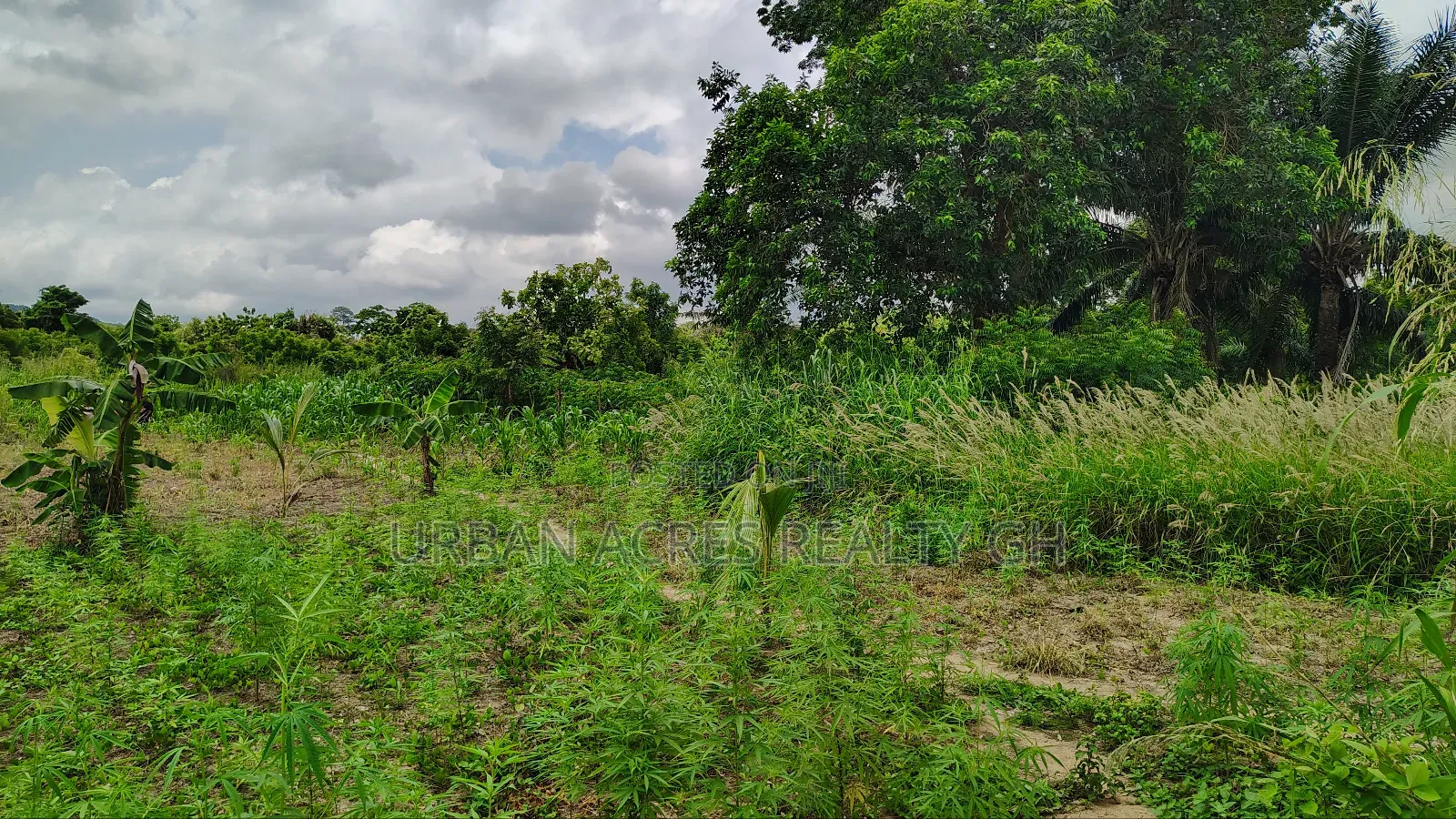 E.R, Asamankesse (Topiase) _ 2900+ Acres Farmland
