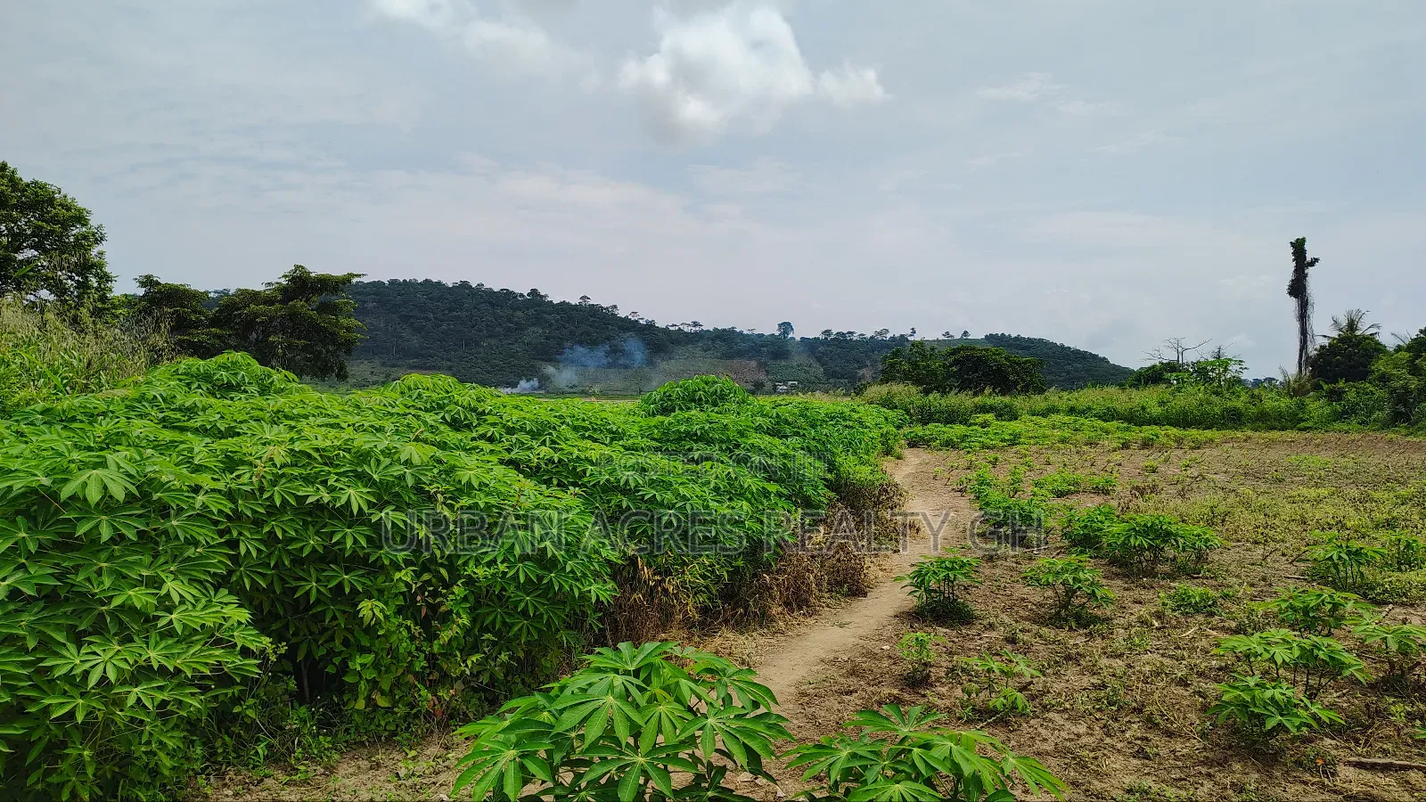 E.R, Asamankesse (Topiase) _ 2900+ Acres Farmland