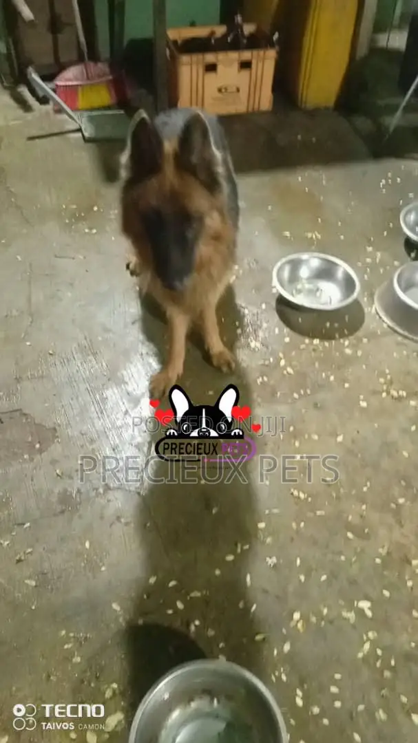 1+ year Female Purebred German Shepherd