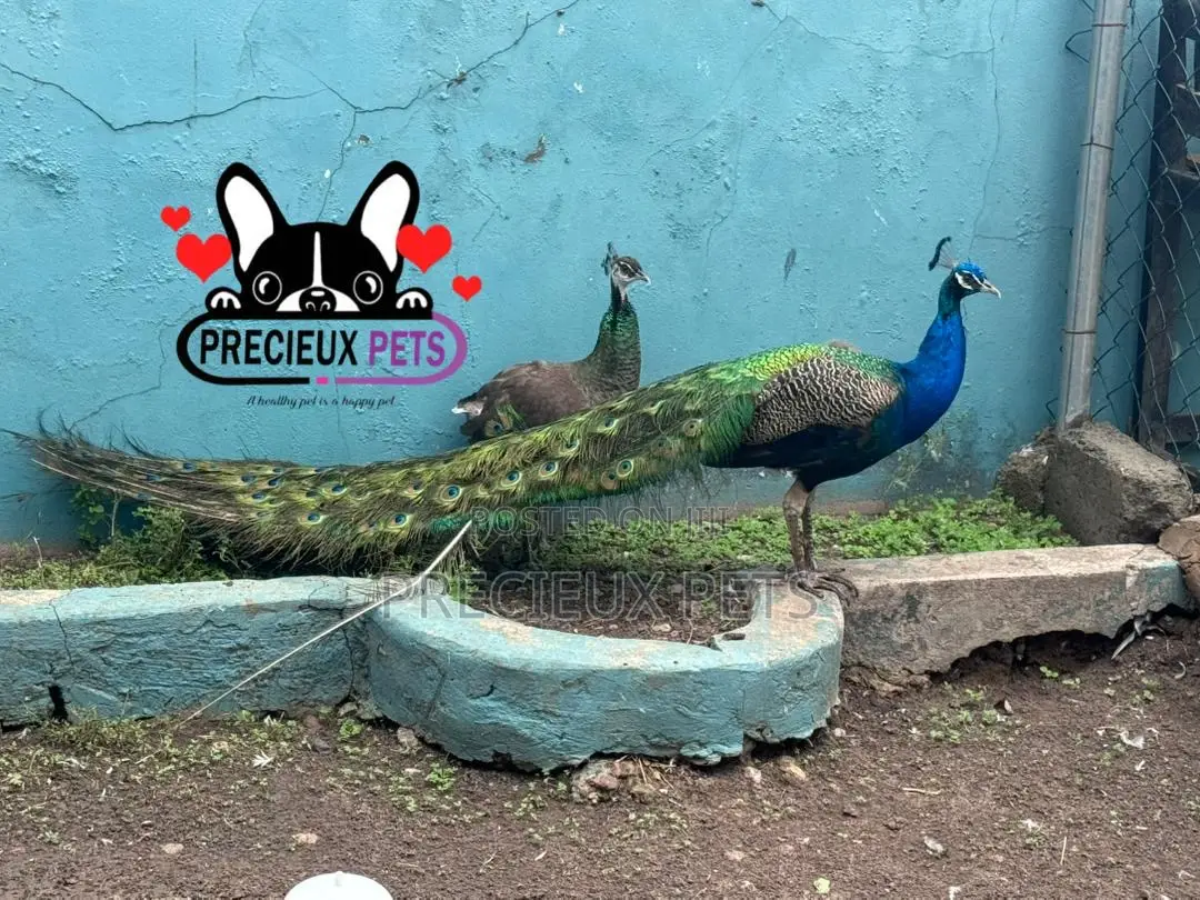 1 Pair of Adult Peacock (Peacock Peafowl)