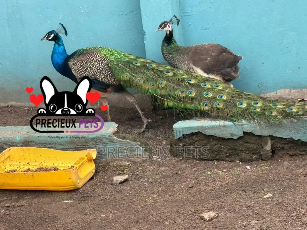 1 Pair of Adult Peacock (Peacock Peafowl)