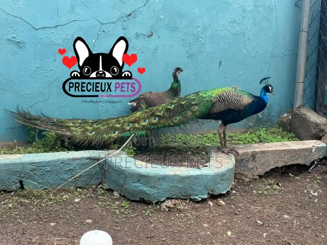 1 Pair of Adult Peacock (Peacock Peafowl)
